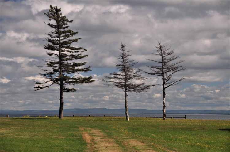 three trees